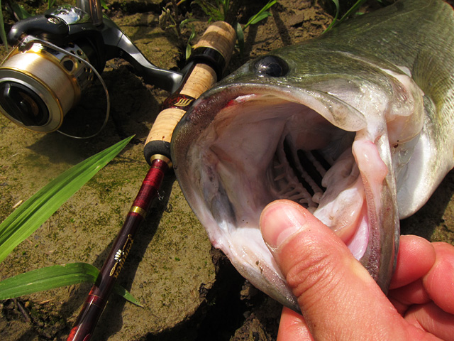 合角ダム バス釣り 2013
