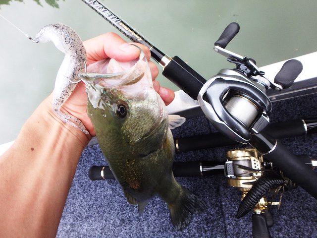 サカマタシャッド タックル