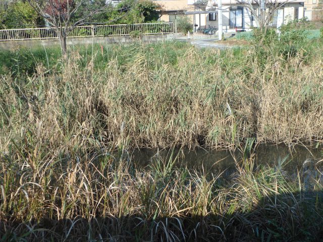霞ヶ浦 新川